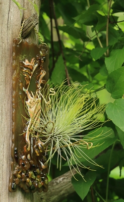 handmade glass air plant holder tillandsia