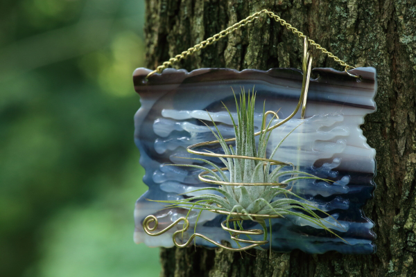 handmade fused glass air plant holder tillandsia